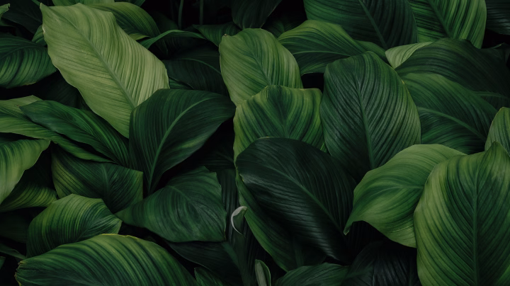 Green leaves symbolizing environmental sustainability and climate action.